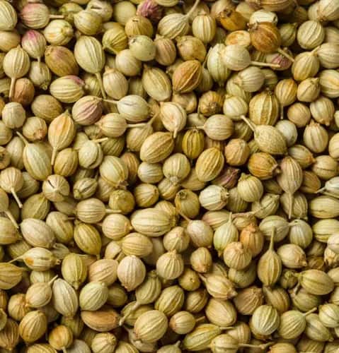 Coriander Seeds export product photo