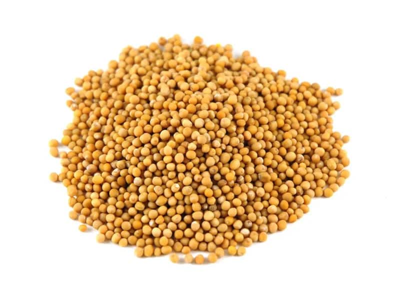 Mustard Seeds export product photo