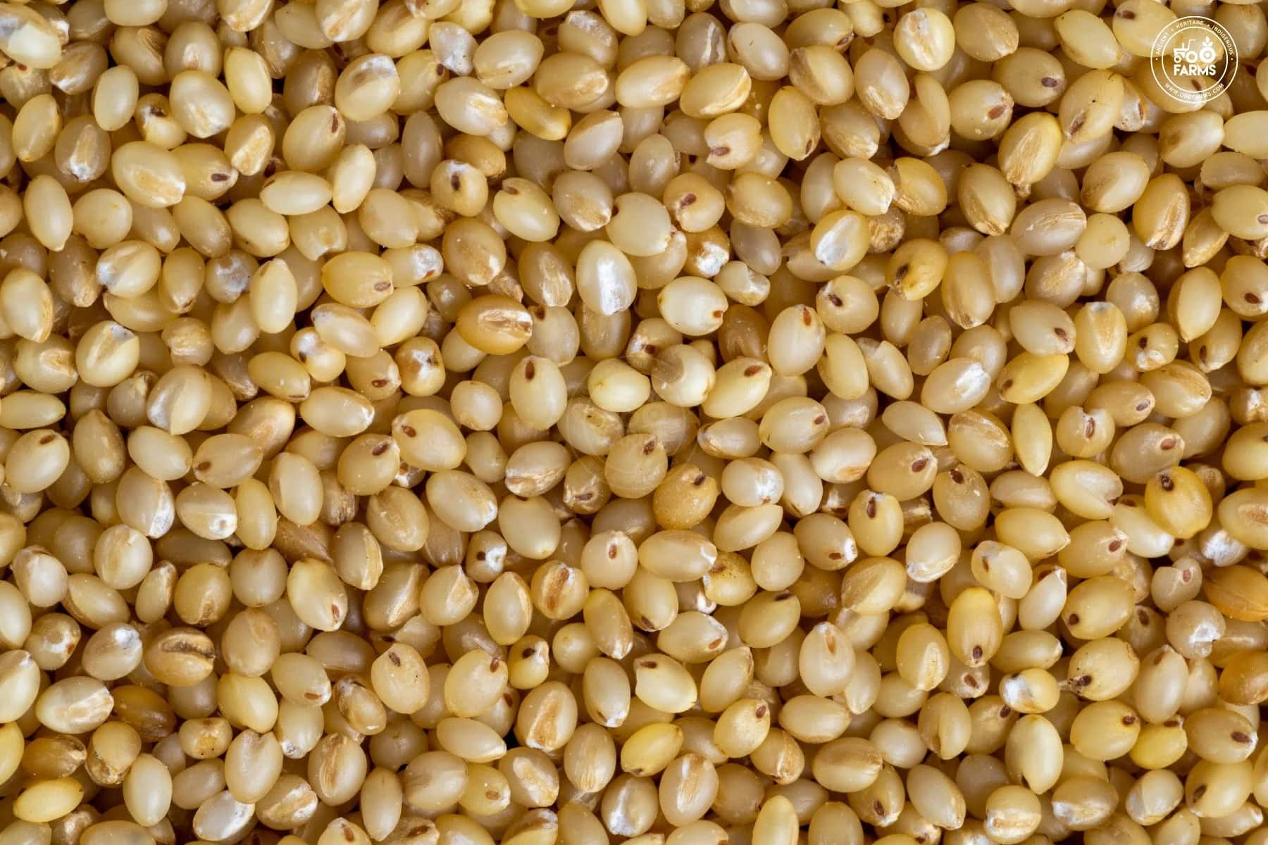 Foxtail Millet export product photo