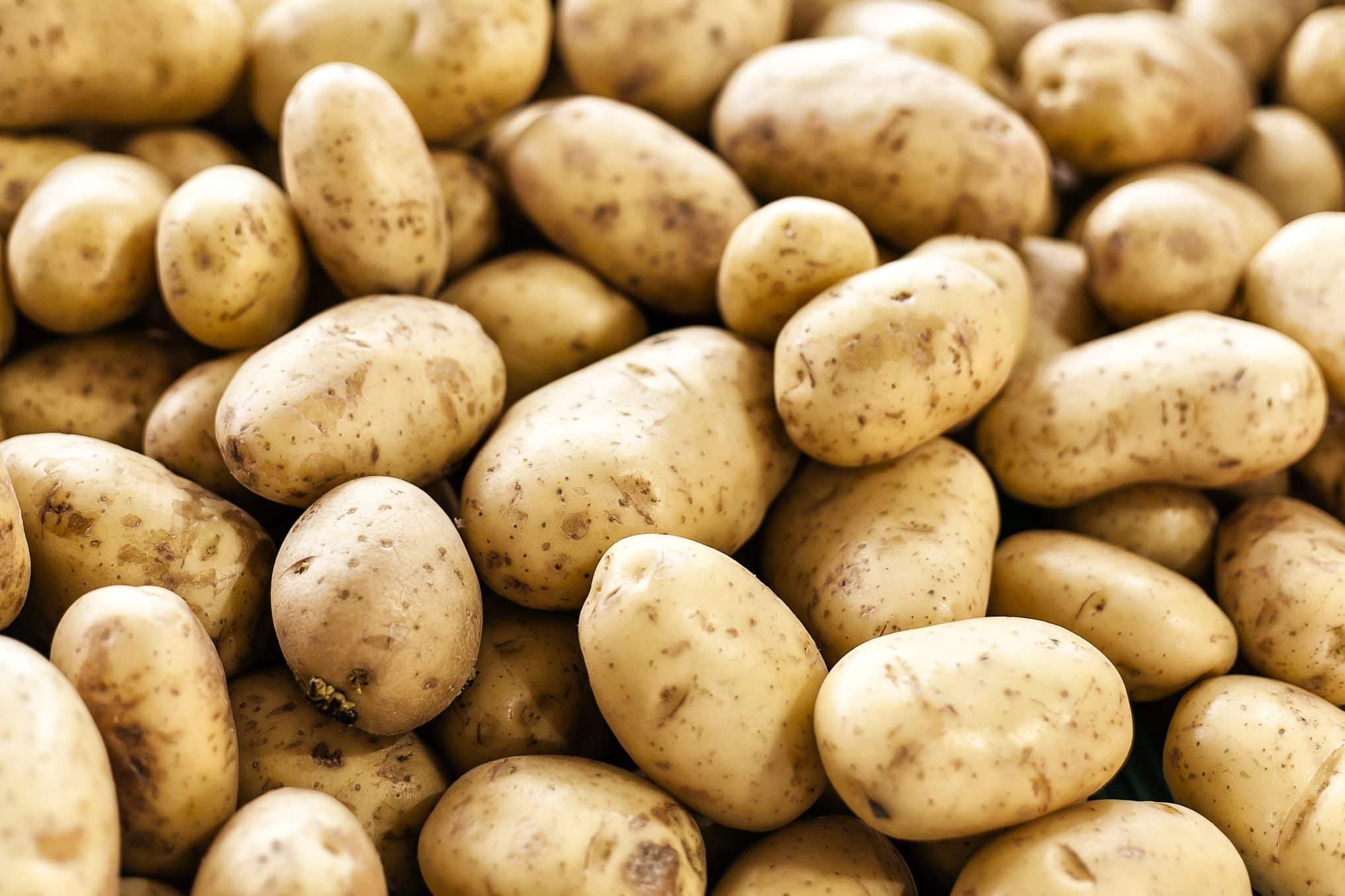 Fresh Potato export product photo