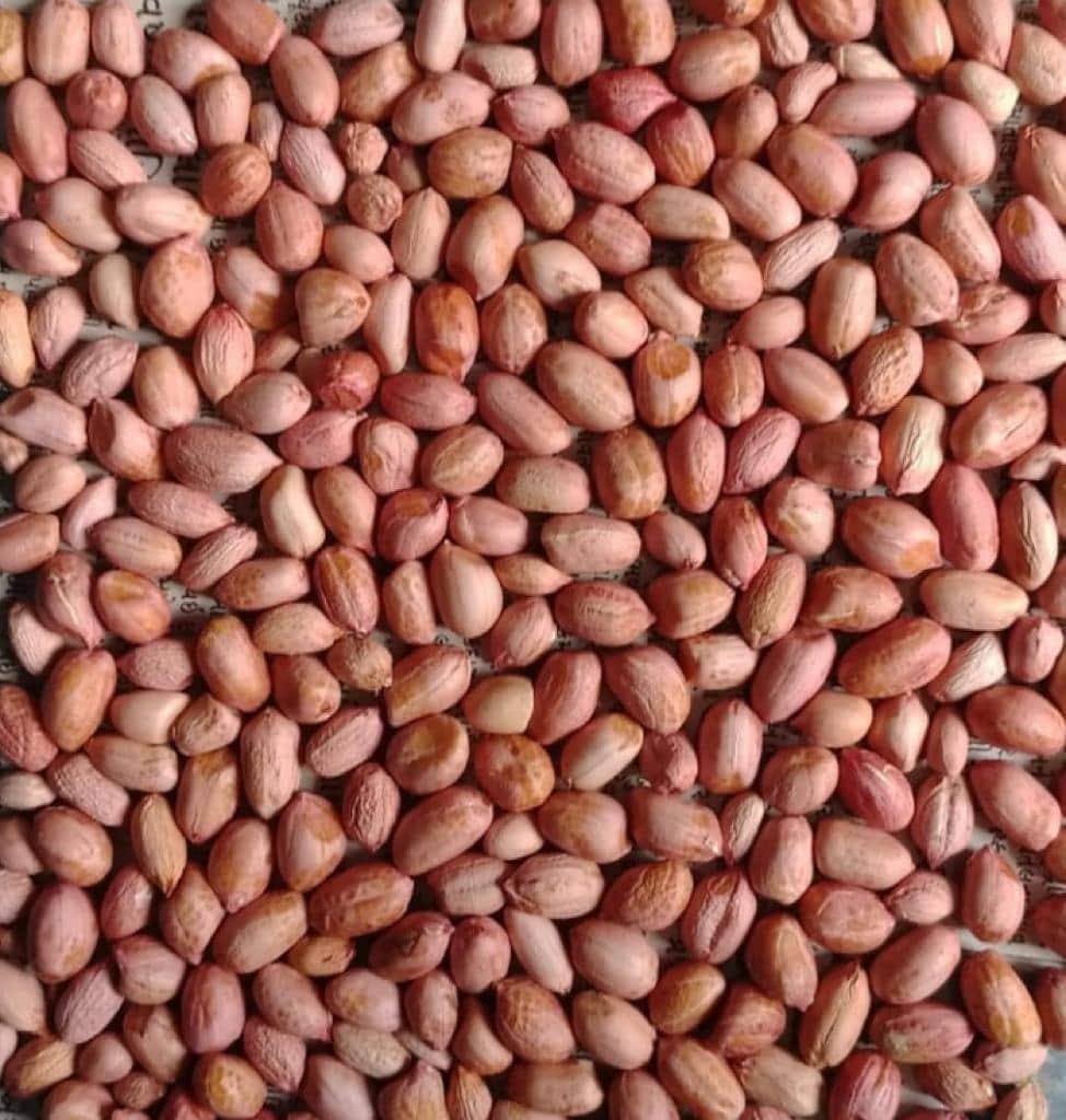 Groundnut Kernels export product photo