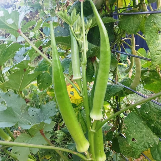 Okra (Ladies Finger) product image