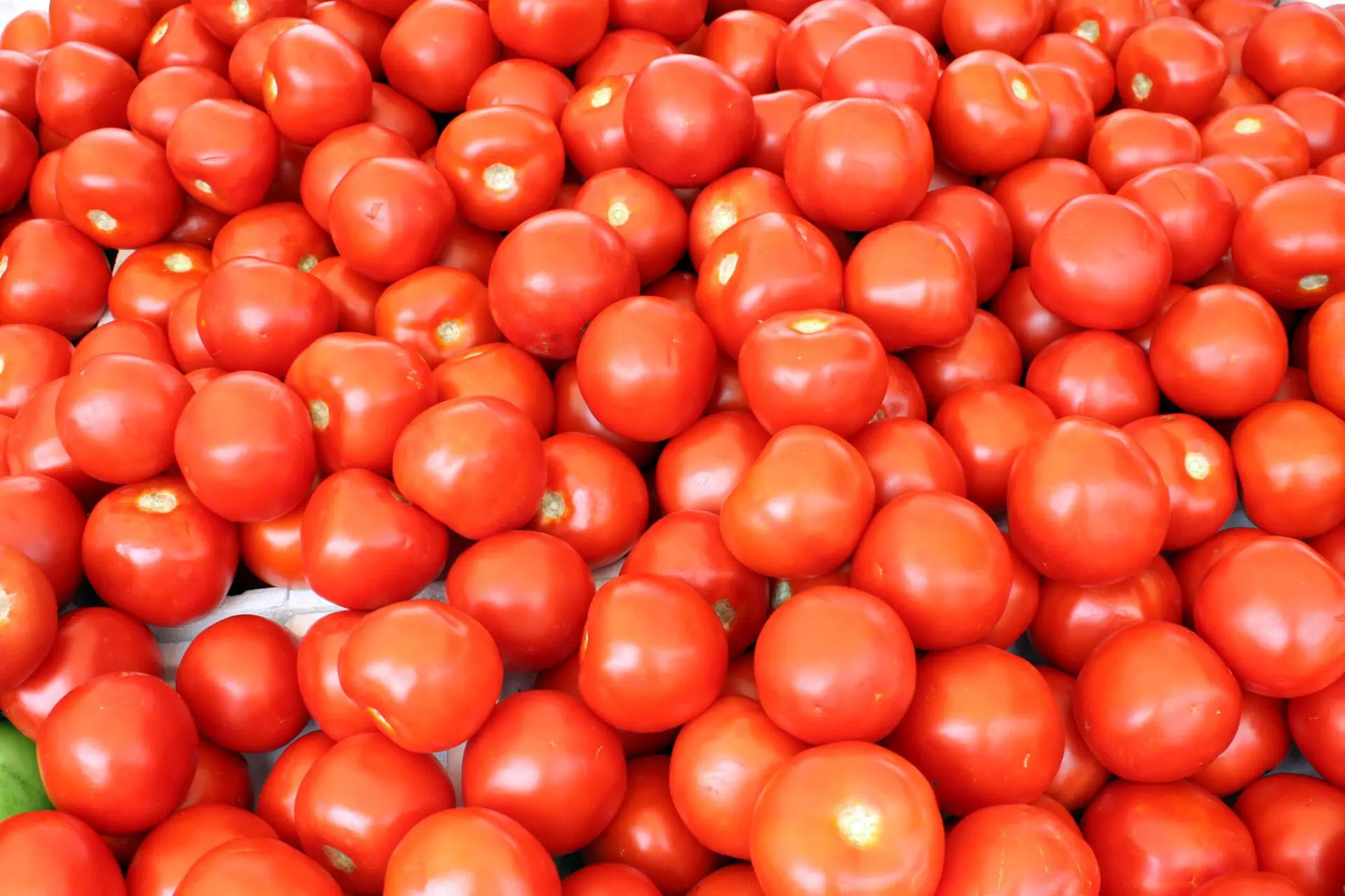Fresh Tomato export product photo